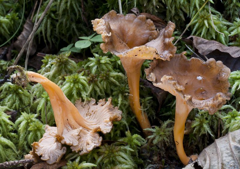 Cantharellus aurora